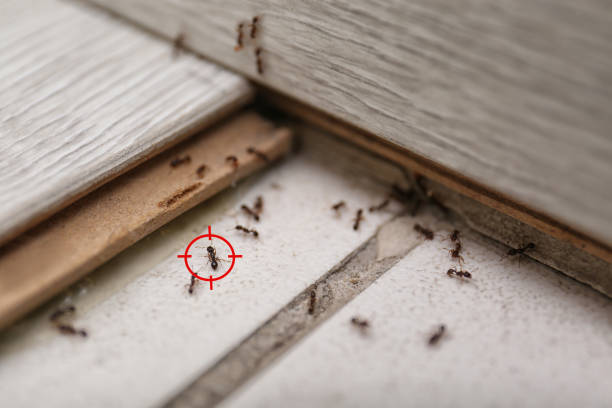 Best Ant Control Services  in Burkesville, KY